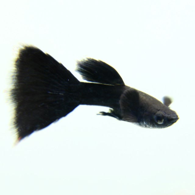 Poecilia ret.   Guppy full black